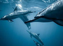 杏彩体育APP-尼克斯险胜篮网 唐斯26+15 布伦森17+8 米诺特22分